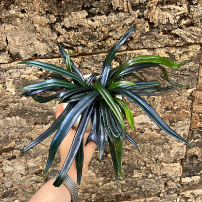 Ölfarn Microsorum thailandicum BLATTPOST