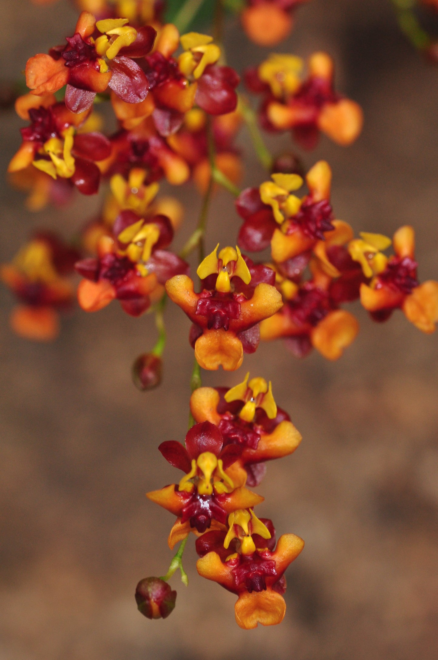 Duftorchidee Oncidium twinkle 'Anna', 3er Set