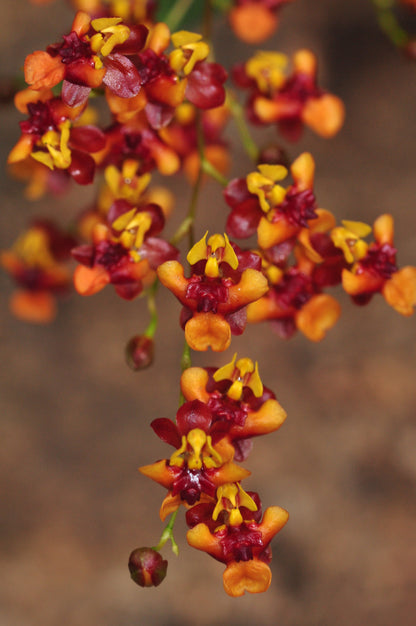 Duftorchidee Oncidium twinkle 'Anna', 3er Set