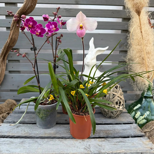Osterbox – Das perfekte Geschenk für Orchideenfans