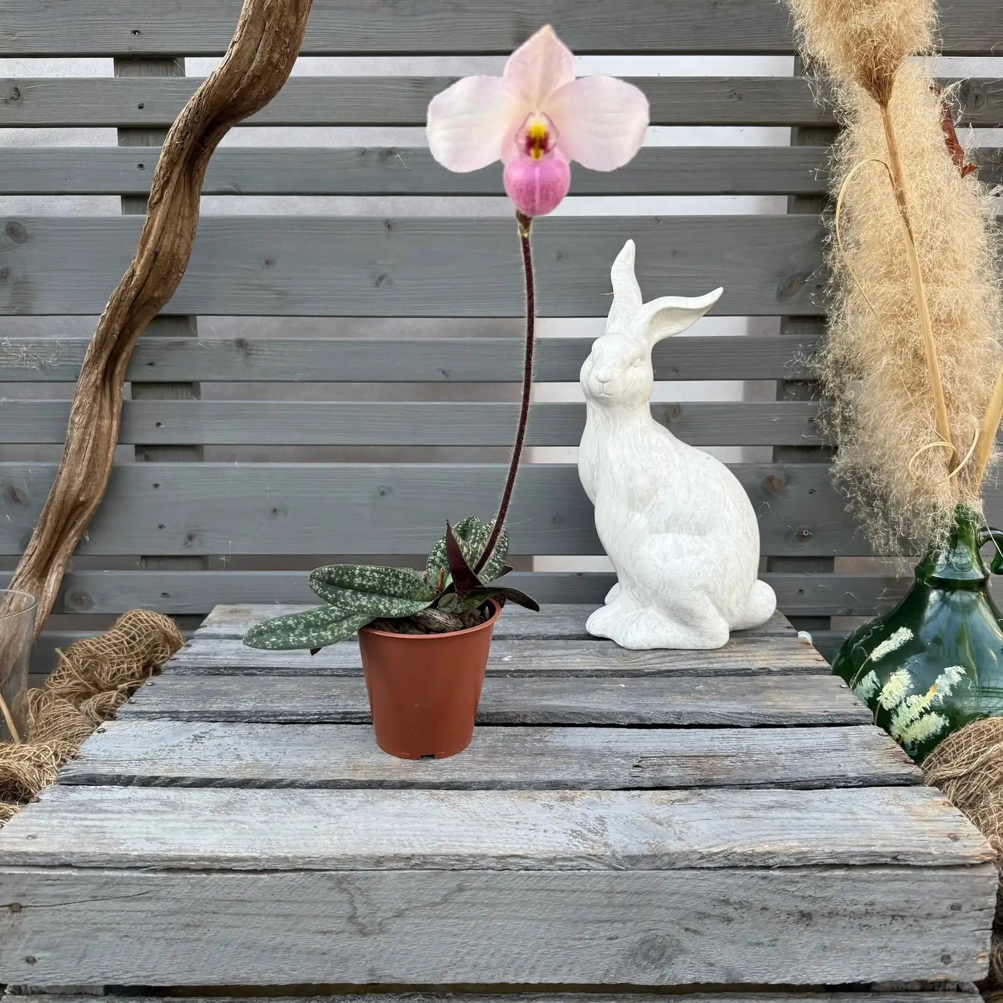 Osterbox – Das perfekte Geschenk für Orchideenfans