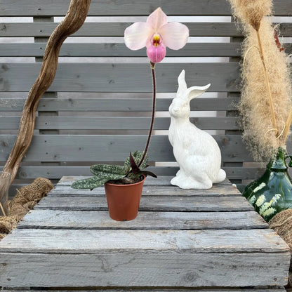 Osterbox – Das perfekte Geschenk für Orchideenfans