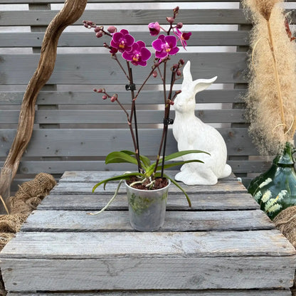 Osterbox – Das perfekte Geschenk für Orchideenfans