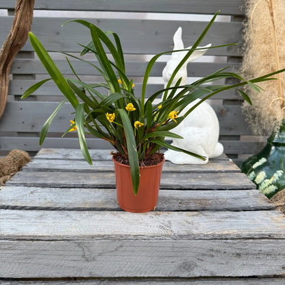 Osterbox – Das perfekte Geschenk für Orchideenfans