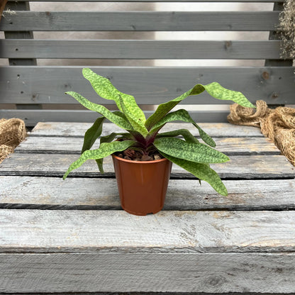 Paphiopedilum Deperle BLATTPOST