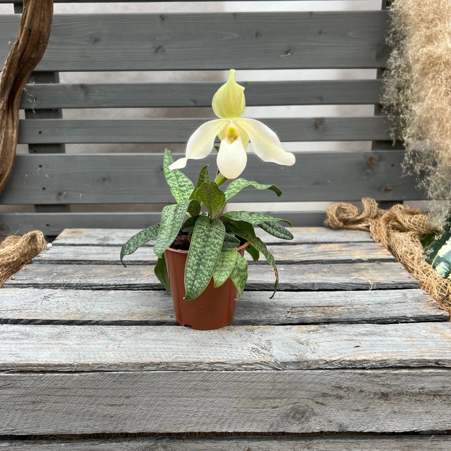 Paphiopedilum Deperle