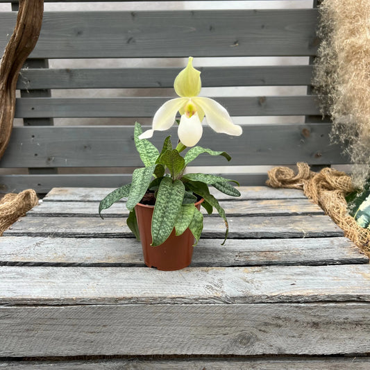 Paphiopedilum Deperle