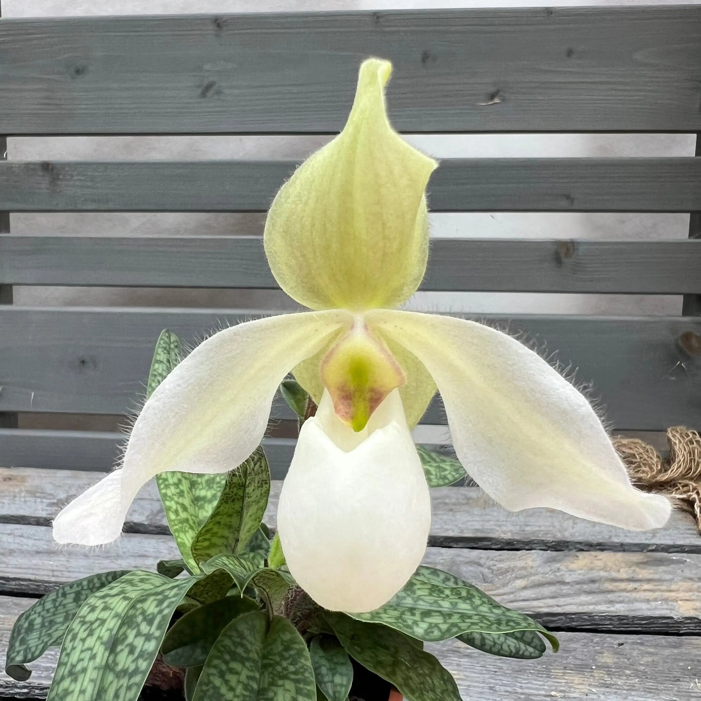 Paphiopedilum Deperle