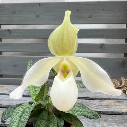 Paphiopedilum Deperle