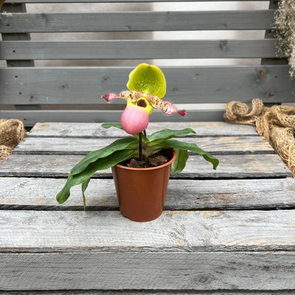 Paphiopedilum Pinocchio BLATTPOST