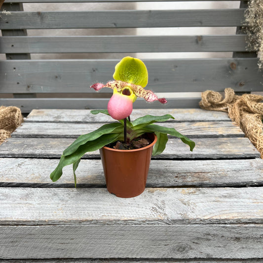 Paphiopedilum Pinocchio BLATTPOST