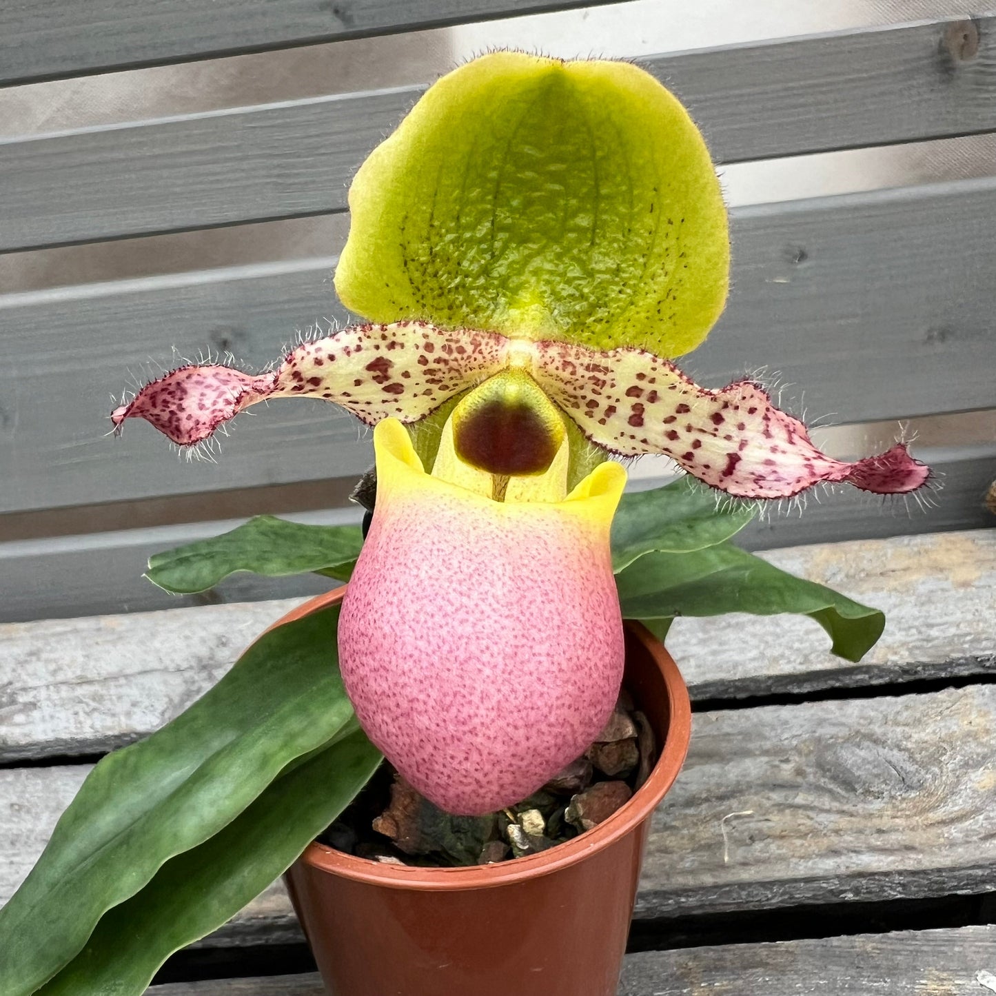 Paphiopedilum Pinocchio BLATTPOST