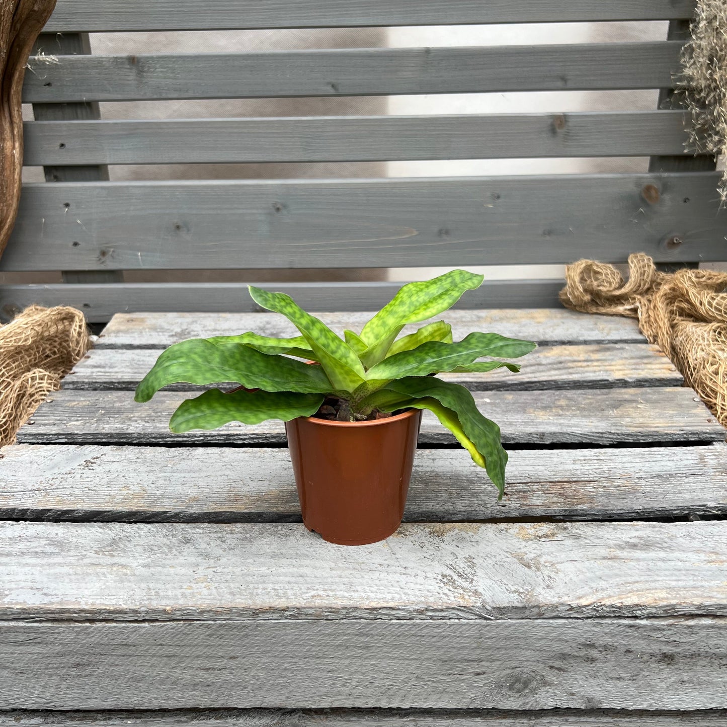 Paphiopedilum Pinocchio BLATTPOST