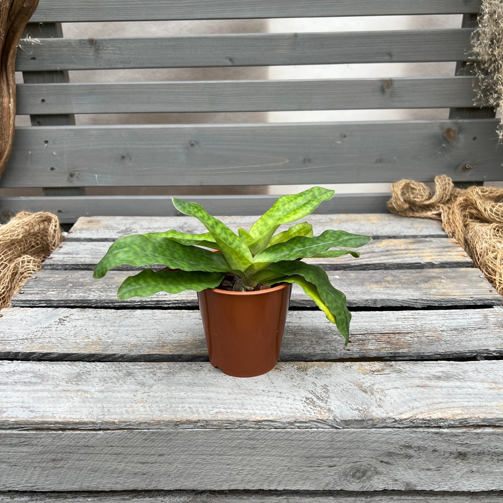 Paphiopedilum Pinocchio BLATTPOST
