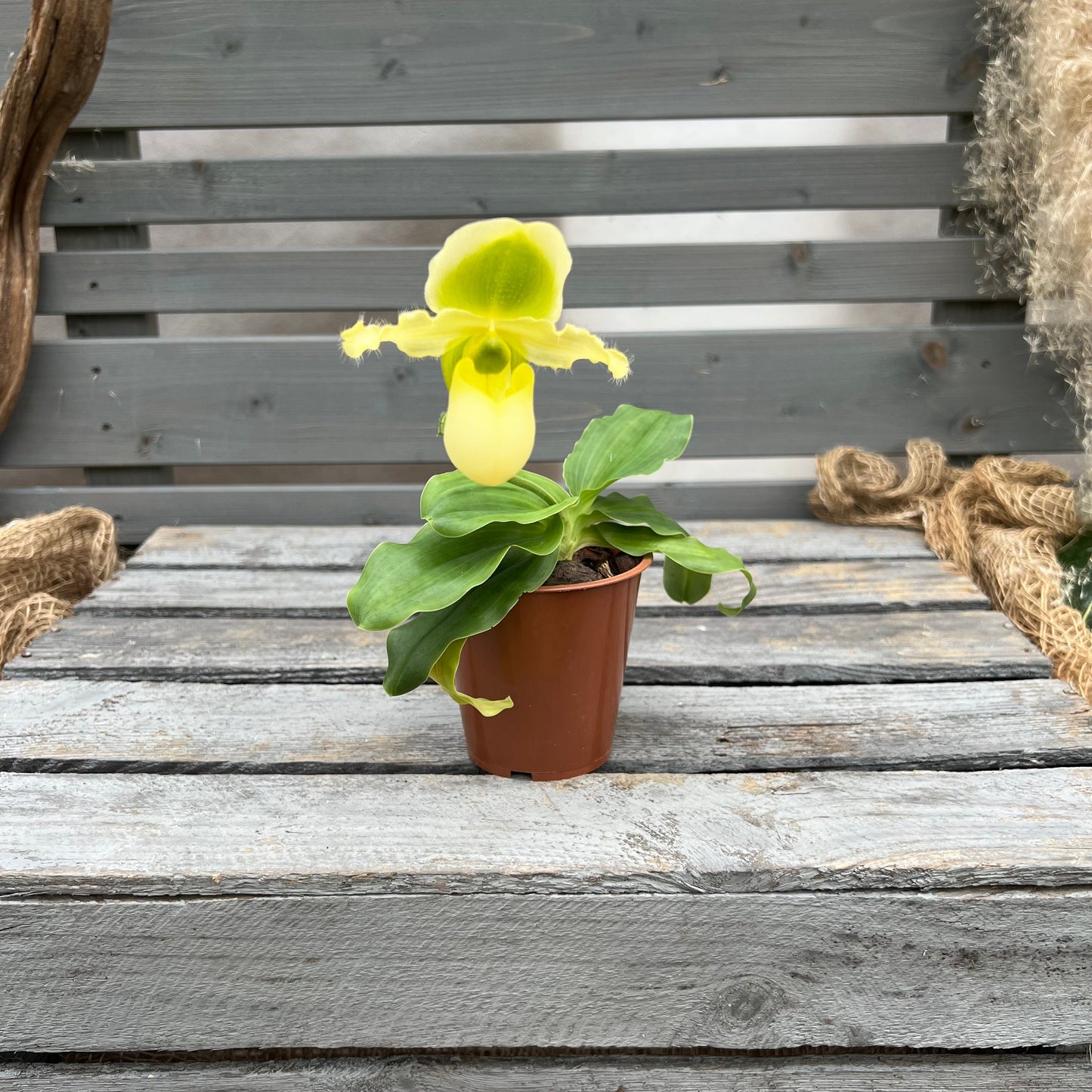 Paphiopedilum Pinocchio ´gelb´ BLATTPOST