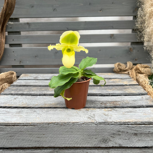 Paphiopedilum Pinocchio ´gelb´ BLATTPOST
