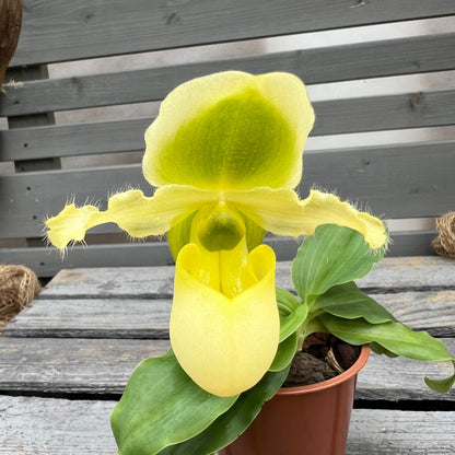 Paphiopedilum Pinocchio ´gelb´ BLATTPOST