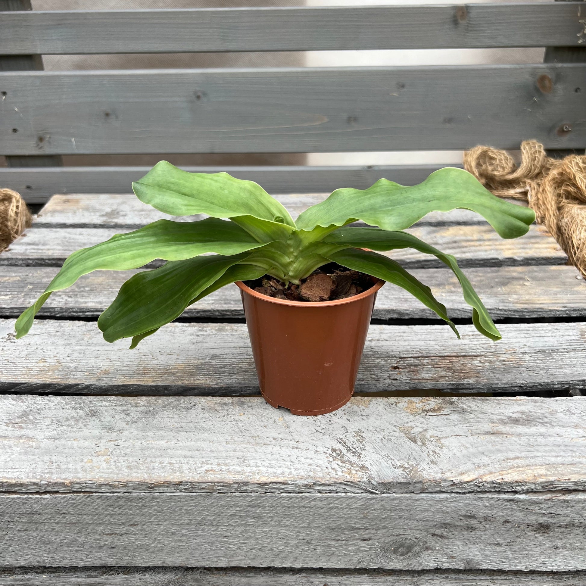 Paphiopedilum Pinocchio ´gelb´ BLATTPOST