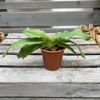 Paphiopedilum Pinocchio ´gelb´ BLATTPOST