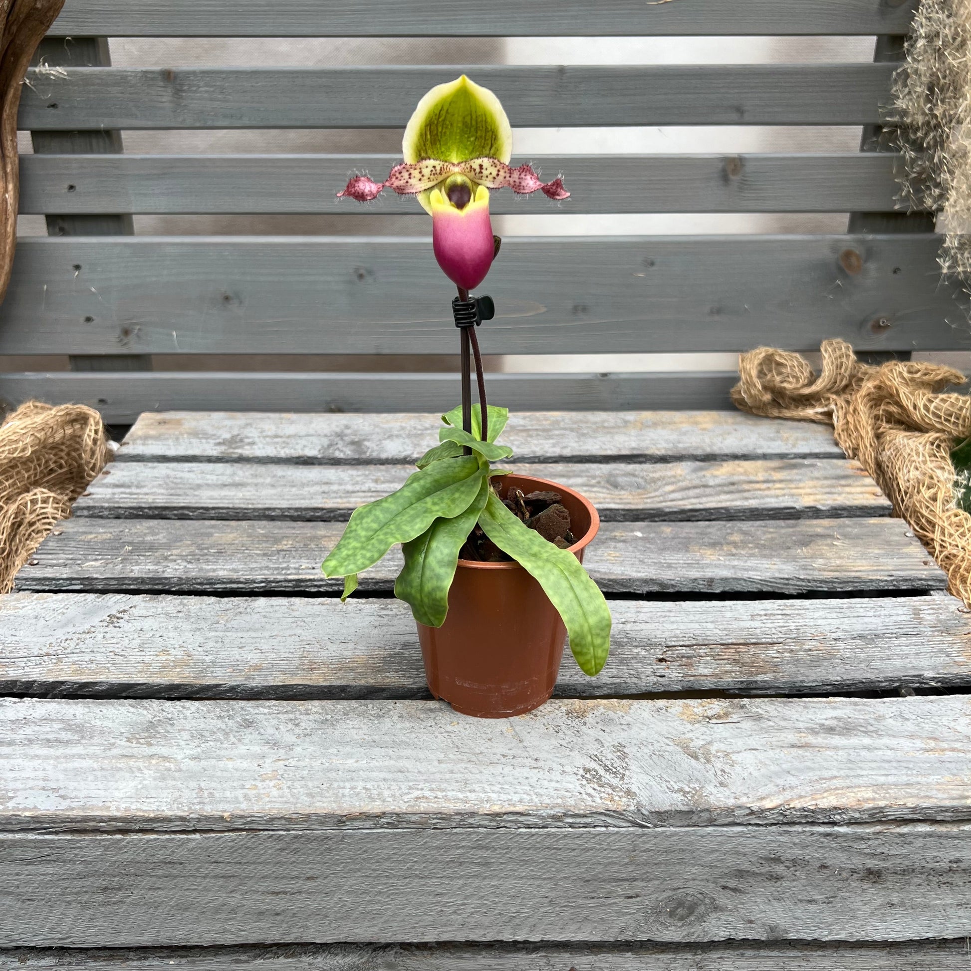 Paphiopedilum Pinocchio ´rosa´ BLATTPOST