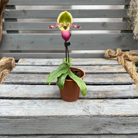 Paphiopedilum Pinocchio ´rosa´ BLATTPOST