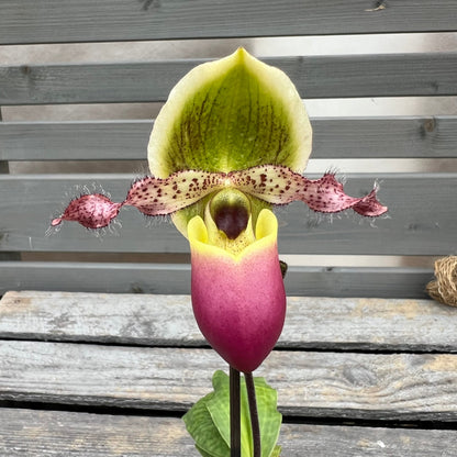 Paphiopedilum Pinocchio ´rosa´ BLATTPOST
