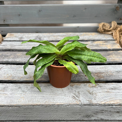 Paphiopedilum Pinocchio ´rosa´ BLATTPOST