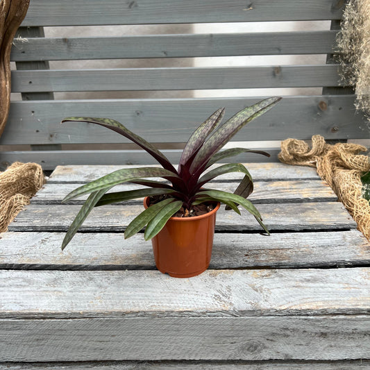 Paphiopedilum ´Black Jack` BLATTPOST