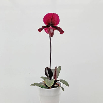 Paphiopedilum ´Black Jack` BLATTPOST