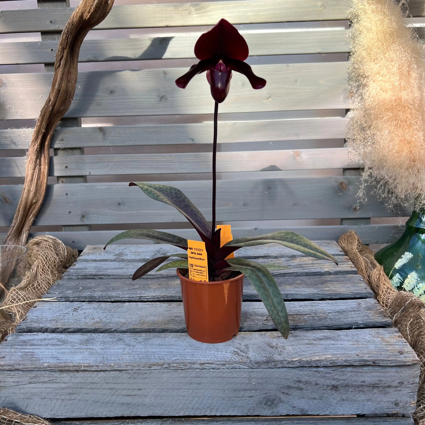 Paphiopedilum ´Black Jack`