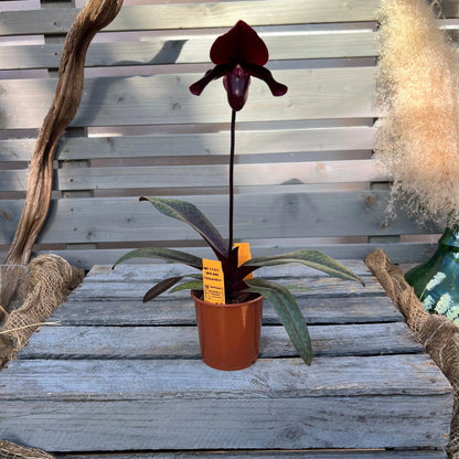 Paphiopedilum ´Black Jack`
