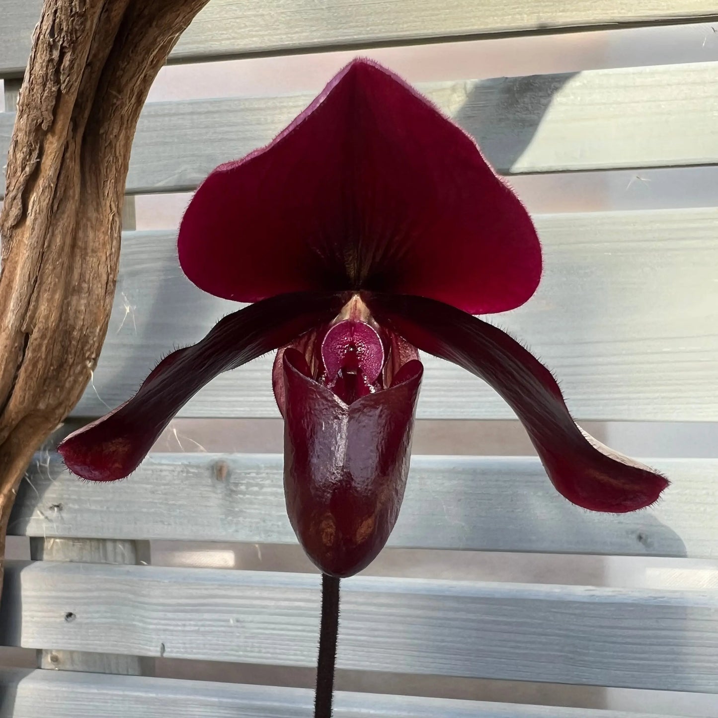 Paphiopedilum ´Black Jack`