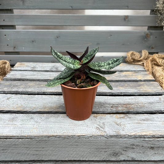 Paphiopedilum delenatii BLATTPOST