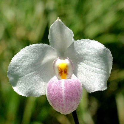 Paphiopedilum delenatii BLATTPOST