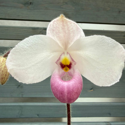 Spring orchid Masdevallia ignea, set of 3, 9cm pot