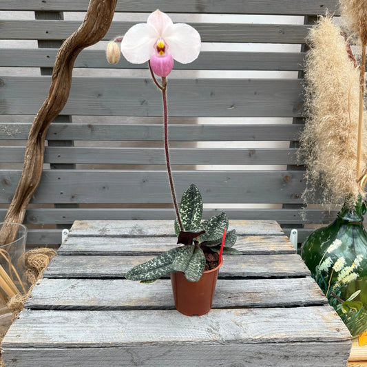 Paphiopedilum delenatii