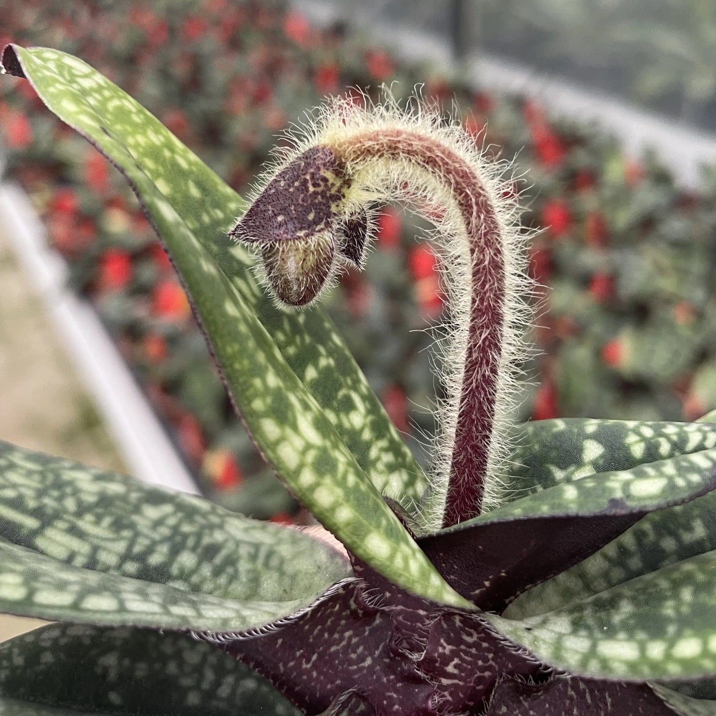 Spring orchid Masdevallia ignea, set of 3, 9cm pot