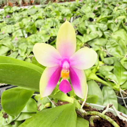 Phalaenopsis bellinii Serie | Exklusive Kreuzungen mit Phal. bellina