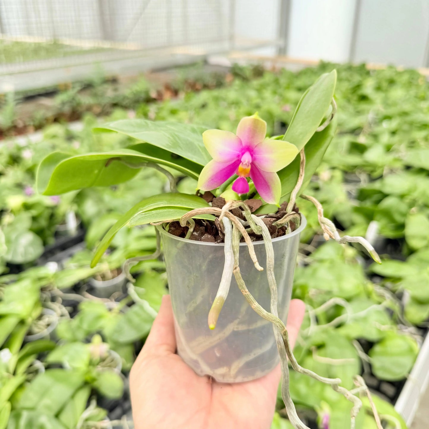 Phalaenopsis bellinii Serie | Exklusive Kreuzungen mit Phal. bellina