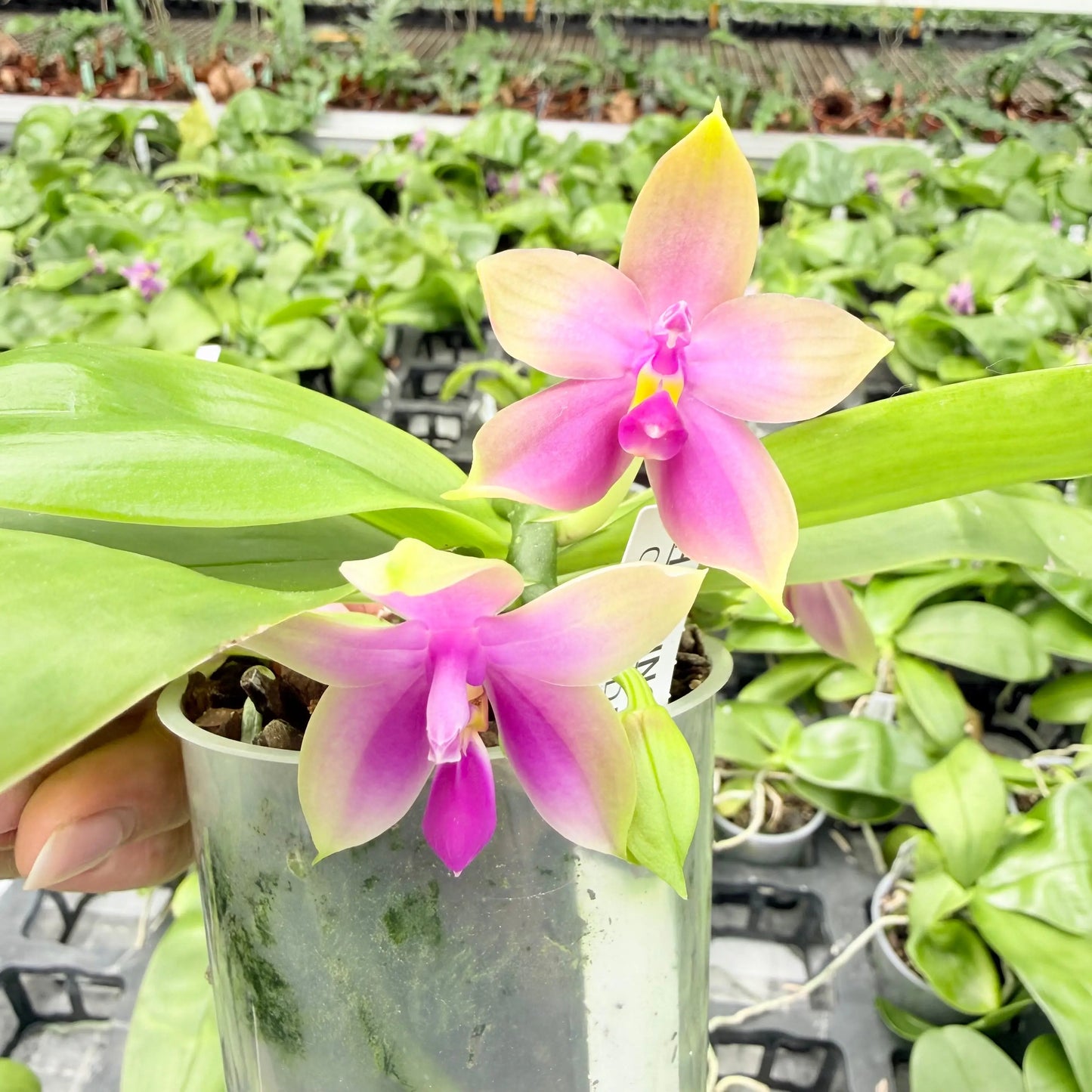 Phalaenopsis bellinii Serie | Exklusive Kreuzungen mit Phal. bellina