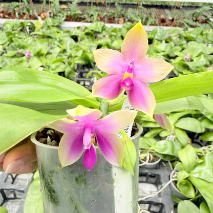 Phalaenopsis bellinii Serie | Exklusive Kreuzungen mit Phal. bellina