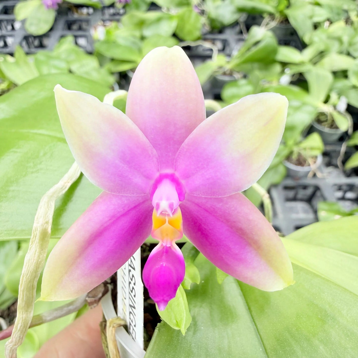 Phalaenopsis bellinii Serie | Exklusive Kreuzungen mit Phal. bellina