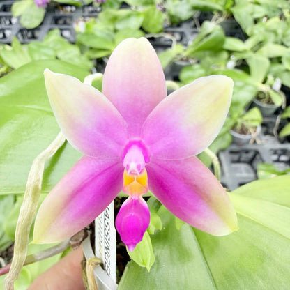Phalaenopsis bellinii Serie | Exklusive Kreuzungen mit Phal. bellina