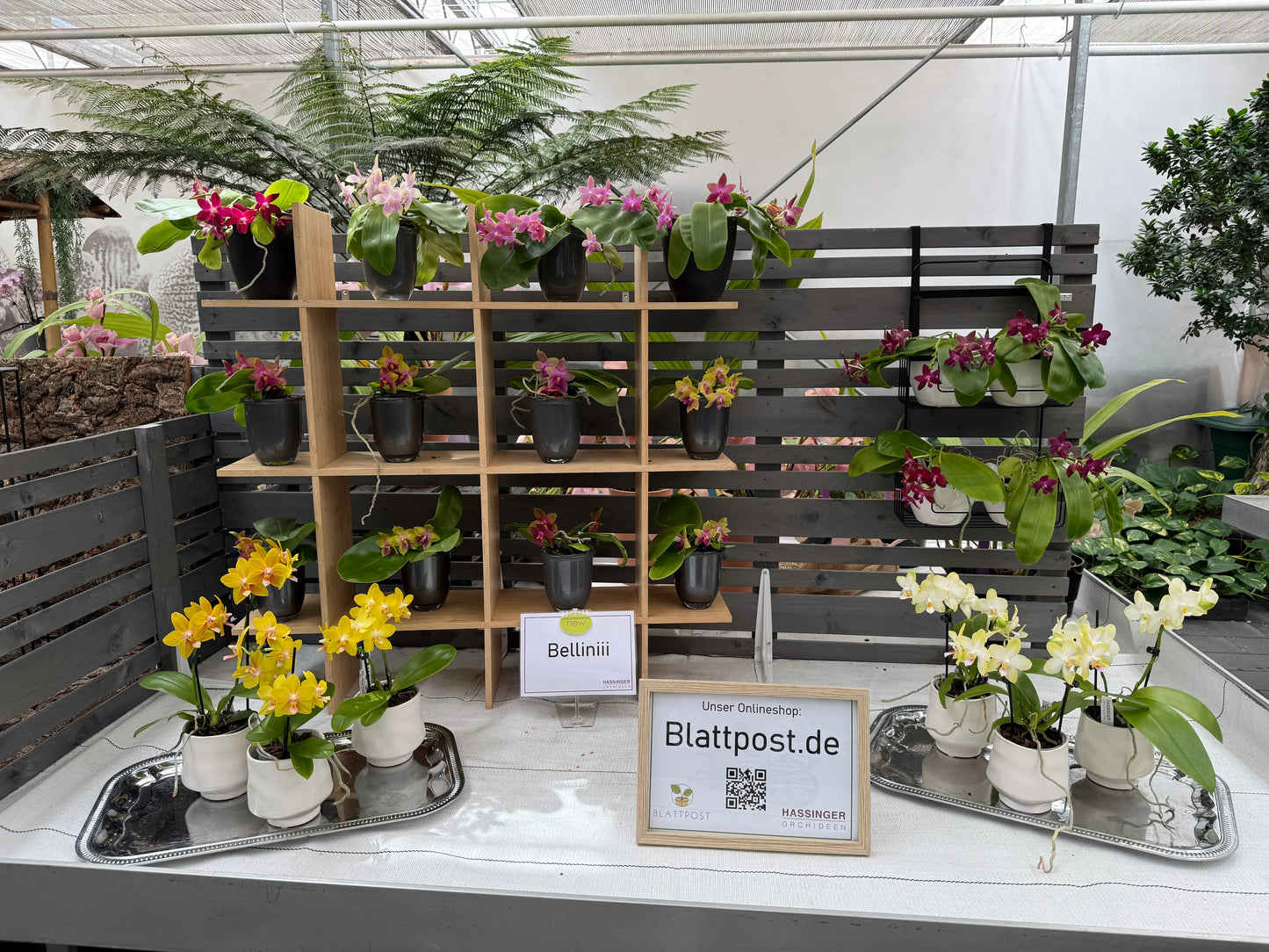 Phalaenopsis bellinii Serie | Exklusive Kreuzungen mit Phal. bellina