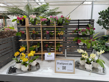 Phalaenopsis bellinii Serie | Exklusive Kreuzungen mit Phal. bellina