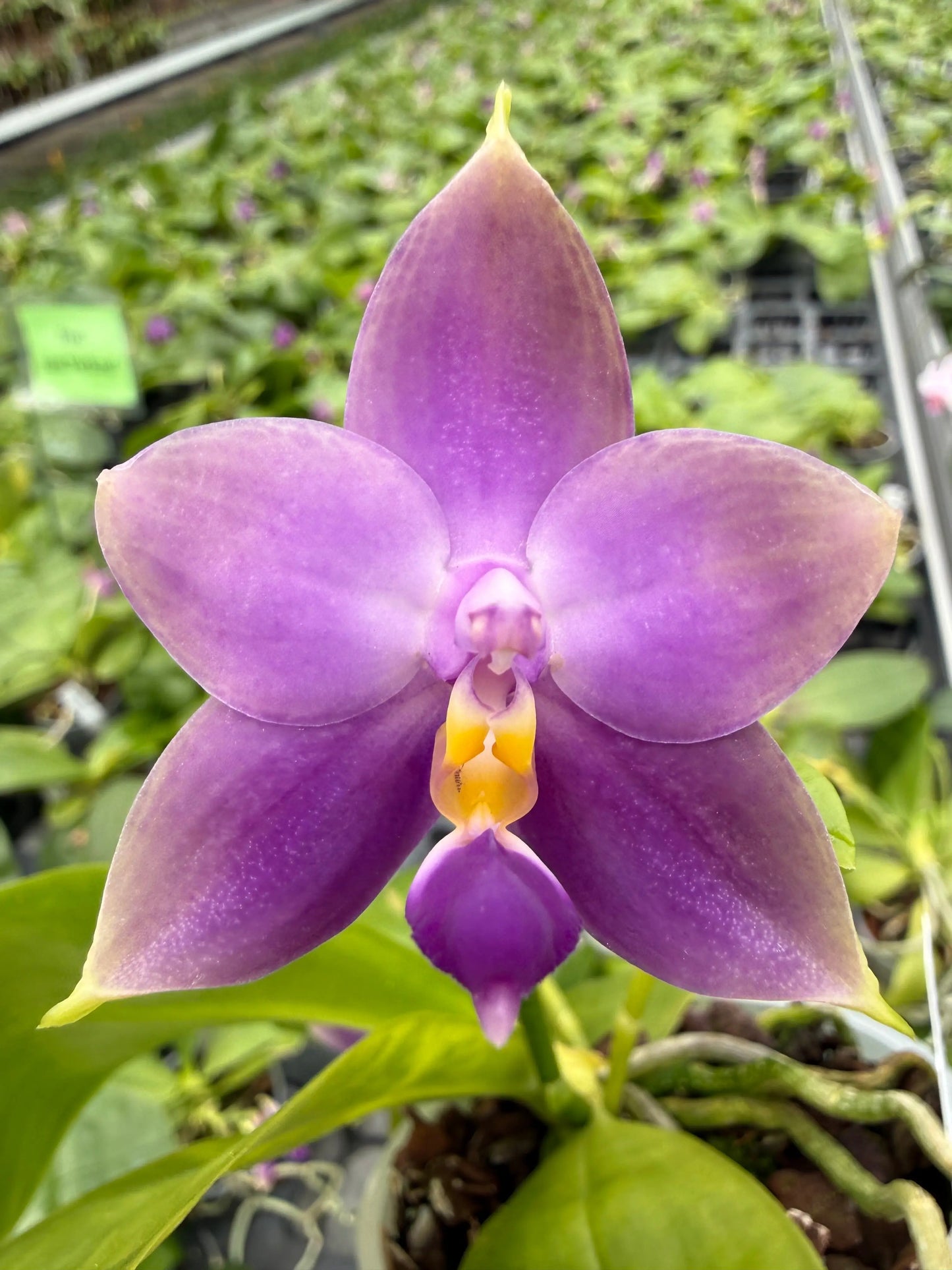 Phalaenopsis bellinii Serie | Exklusive Kreuzungen mit Phal. violacea