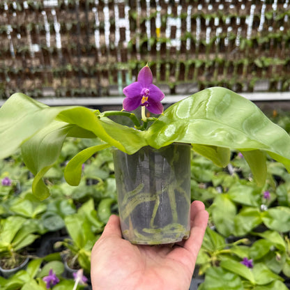 Phalaenopsis bellinii Serie | Exklusive Kreuzungen mit Phal. violacea