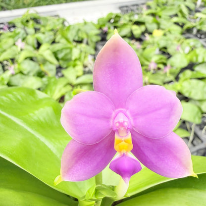 Phalaenopsis bellinii Serie | Exklusive Kreuzungen mit Phal. violacea