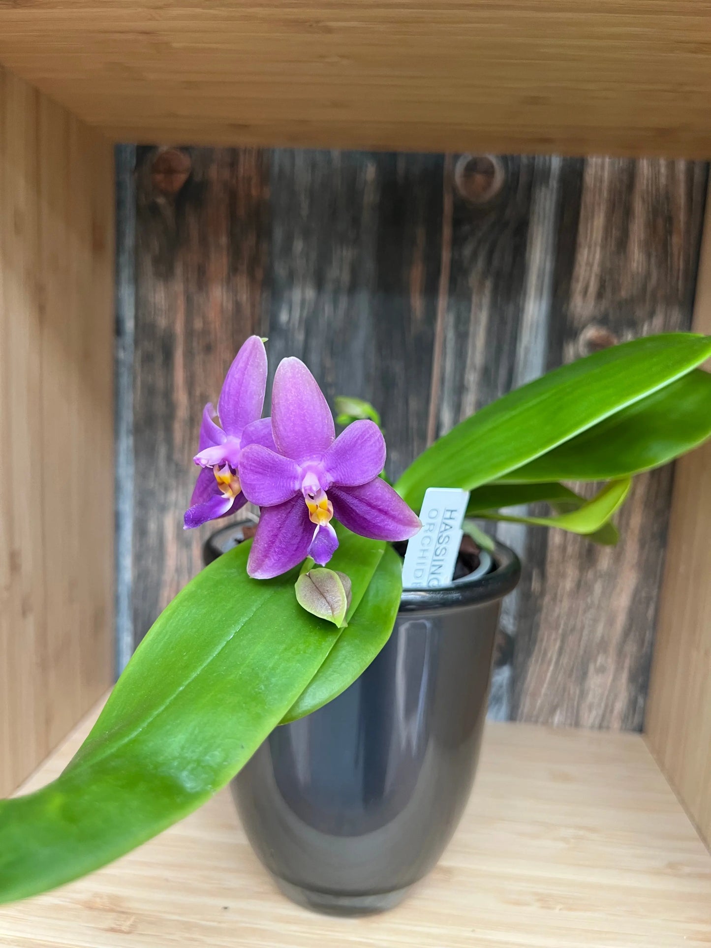 Phalaenopsis bellinii Serie | Exklusive Kreuzungen mit Phal. violacea
