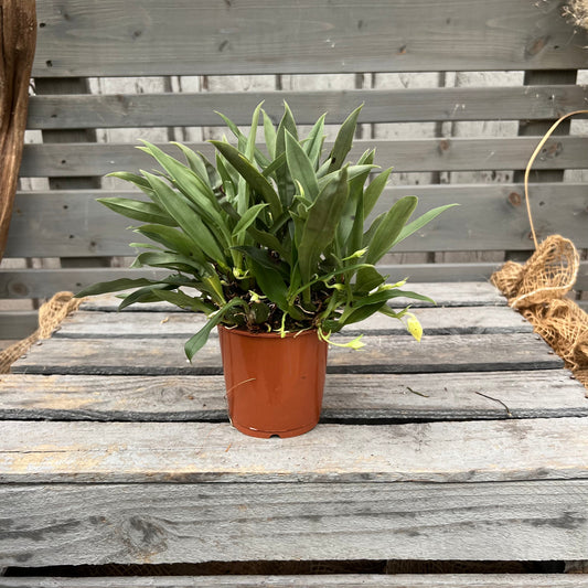 Promenaea, 9cm Topf BLATTPOST